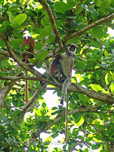 Monkeys and mangroves on Zanzibar, DSC06917b